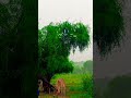 🌧️ Rainy weather 🌧️☔ #rimjhim #nature #tharparkar #viral #shortvideos