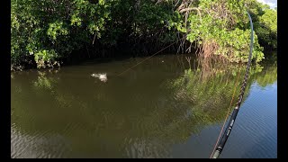 Cairns inlet fishing