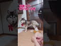 効果あるか？？笑笑　　　　　　　　　TikTok、インスタもみてねー！#いぬのいる生活 #ハスキー #diy #田舎暮らし#日常