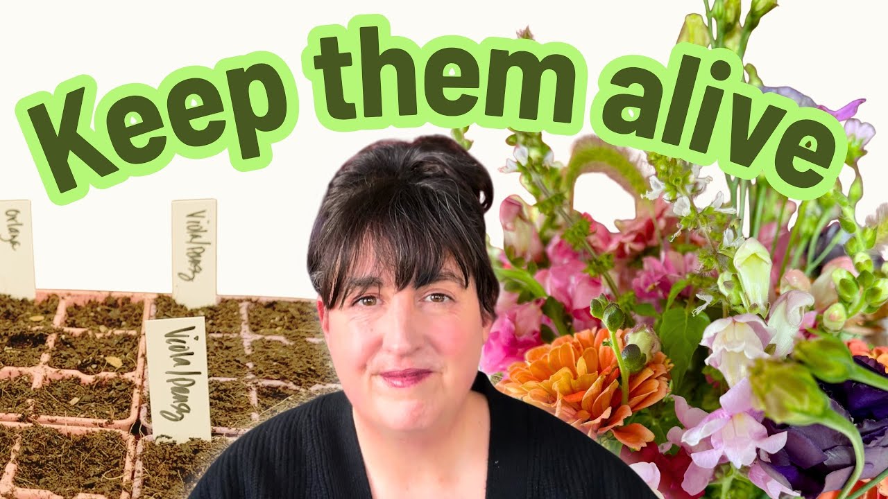 Руководство для начинающих по выращиванию и уходу за рассадой срезанных цветов 🌸