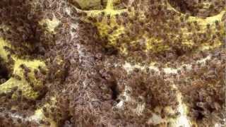 Honeybee2012092401