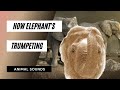 The animal sounds how elephants trumpeting  sound effect  animation