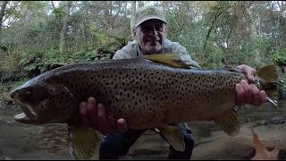 this monster 9.5lb wild brown trout drifted up beside a rock while I was hiding under a large fern