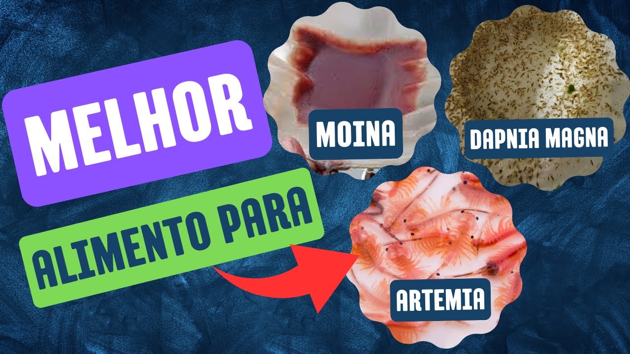 Melhor Alimento para Daphnia Magna, Moina e Artemia