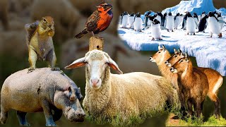 Beautiful Wild Kingdom Real Sounds &amp; Relaxing Nature | Part 15