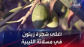 أغلى شجرة زيتون في مسلاتة الليبية