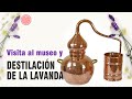 Cómo se hace aceite esencial de lavanda, historia y museo.