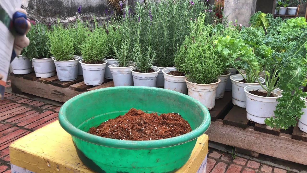 Giá thể cho lavender - oải hương trồng chậu ở khí hậu nhiệt đới