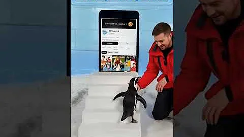 can I teach a penguin to subscribe
