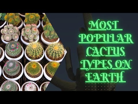 Видео: Декембрист кактус: төрөл, тодорхойлолт, тариалалтын онцлог