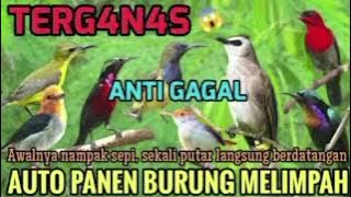 MP3 pikat paling ampuh semua jenis burung 