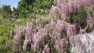 1070410在青蘿之丘的紫藤花