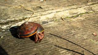 Snail coming out of shell (time lapse)