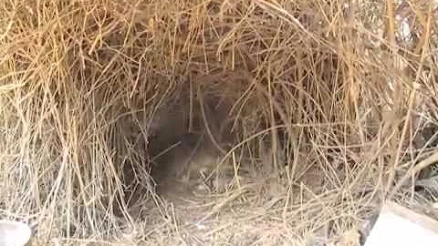 Excluding coyotes from a property, Mary Cummins, A...