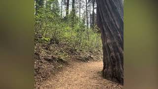 Walk with us - Stanislaus National Forest 