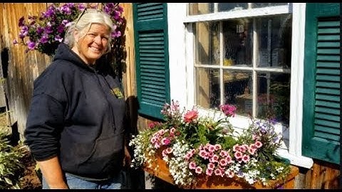 Choosing plants for full sun window boxes and containers