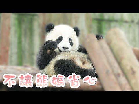 《熊貓主題趴》熊貓媽媽帶娃日記：做一個安靜的美女子為何這麼難？| iPanda熊貓頻道