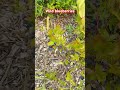 #asmr #blueberry