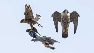 Сокол Сапсан нападает на голубей. Falcon Peregrine attacks pigeons