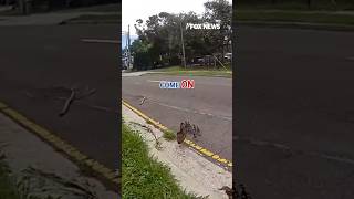 QUACK AND ORDER: Officer helps escort a family of ducks #shorts #animals #duck #florida #usa