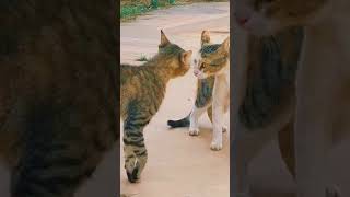 Cat match successful #cat #turkishcat #funny #entertaininganimals #cats #funnycats