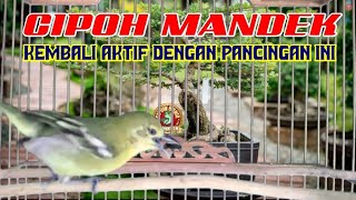 Ampuh Untuk Pancingan Sirtu / Cipoh Ngambek Mandek Macet Bunyi Agar Kembali Gacor Naik Birahi