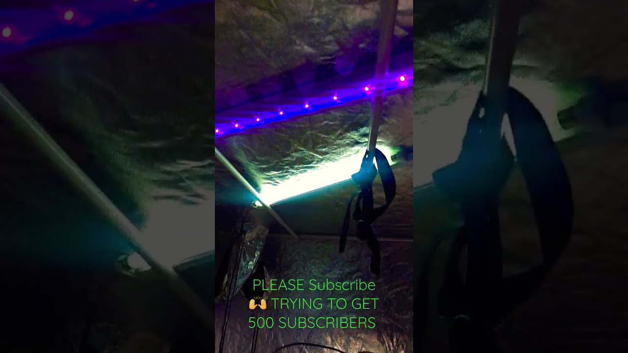 How To Grow Exotic Tropical Runtz Award Winning High Times Strain Preview New Drip and LeD Reviews