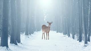 Winter Scenery Screensaver - Winter TV Art - Deer In Winter - Snow Wallpaper - HD - 1HR screenshot 2