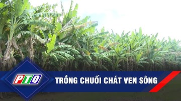 Trồng chuối chát ven sông | PTQ