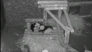 НочЬю мЫ с МаМусЕй буЯним, а ДнËм сПим МоскОвСкий зооПарк🐼👀🥰🔥👍🤣DinDin anD baBy MOScow zoo🐼👀🥰🔥👍🤣