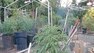 Smoke Session With Hashman!Lets Do It!