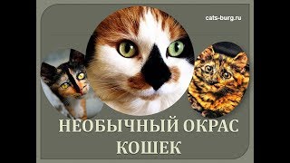 Необычный Окрас Кошек.Они просто Уникальны***Unusual color of cats Необычный Окрас Кошек.Они просто Уникальны***Unusual color of cats