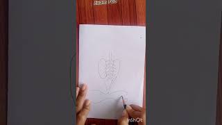 Diagrammatic representation of internal organs of frog showing complete digestive system