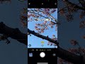 ポートレートモード撮影の裏技テクニック#shorts #桜#スカイツリー#東京