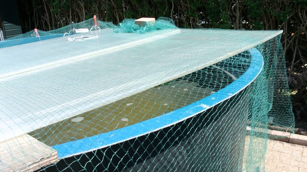 small koi farm homebreeding koi