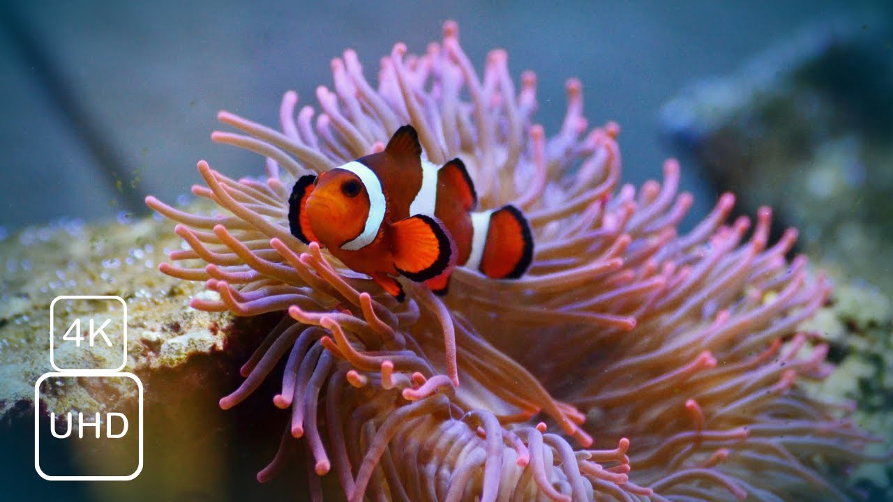 Underwater In 4K | Relaxing Video - 4K Ultra HD | Wild Wonders