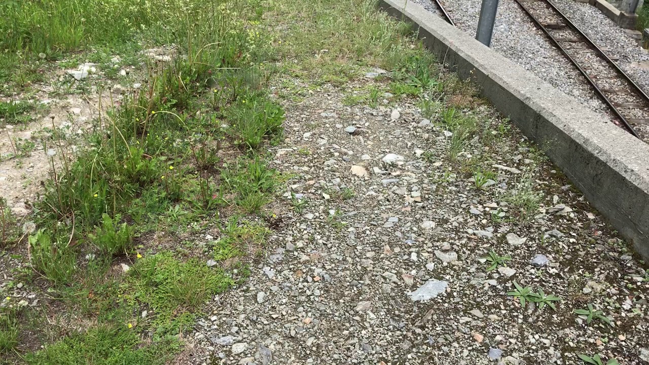 アポロウスバアゲハ / Parnassius apollo ヴァリス州カルペトラン 2018/05/30 Calpetran Valais, Butterfly of Swiss