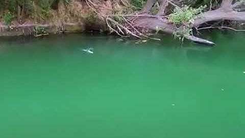 Cá trê khổng lồ amazon #Shorts