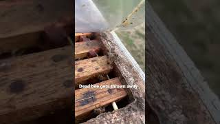 Dead bee gets thrown away Wealth