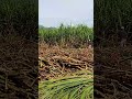 Sipag lang mga kol Maka ahon rin kayu wag lang mawalan ng pag asa mga kol