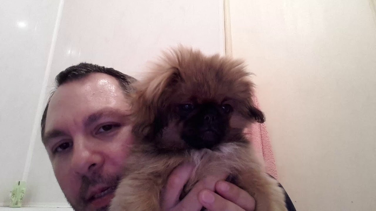 ASMR АНИМАЛОТЕРАПИЯ, ЛЕЧЕНИЕ ЖИВОТНЫМИ. - YouTube