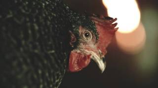 Knuts Koffer Feat. Greis Drum Sägi Nei