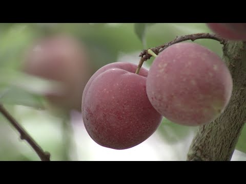 Hechos del Agro - Producción agrícola en la zona alta de Chalatenango