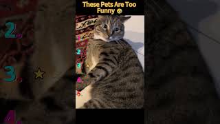 These Pets Are Too Funny 🤣