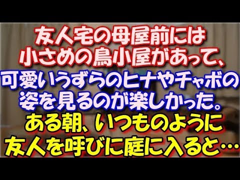 【修羅場】 友人宅の母屋前に小さめの鳥小屋があって可愛いうずらのヒナやチャボが卵を温めている姿を見るのが楽しかった。ある朝、いつものように学校に行く途中友人を呼びに庭に入ると… スカッと修羅場ラバンダ