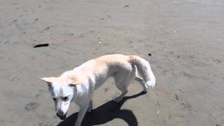 Robbie And Piper At The Beach