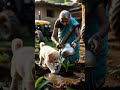 Chotu and grandmother planting banana tree #ai #shorts #dog #story #youtubeshorts #cartoon