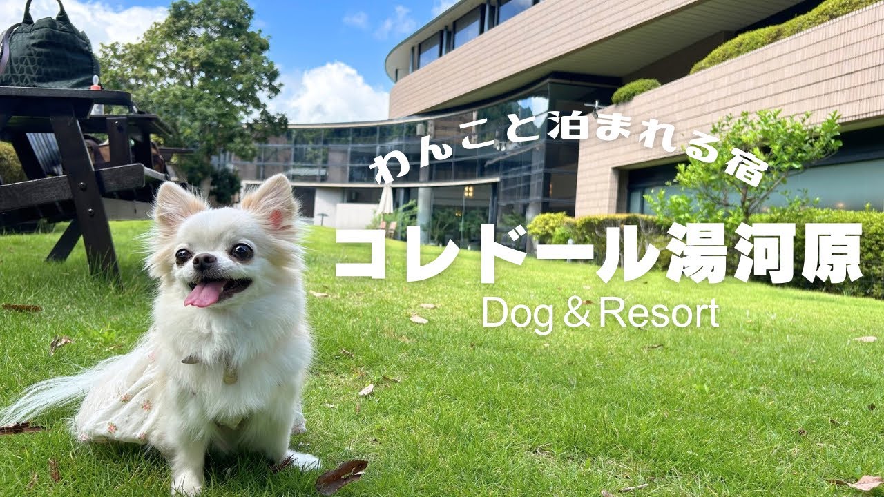 【愛犬と泊まれる宿】コレドール湯河原🐾ドッグランやプールで楽しすぎる一日