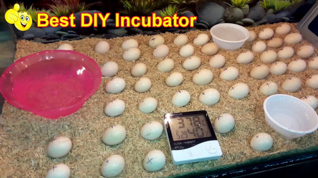 diy egg incubator