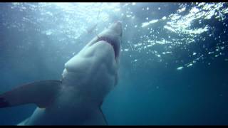 Great White Shark 3D - Theatrical Trailer (HD)